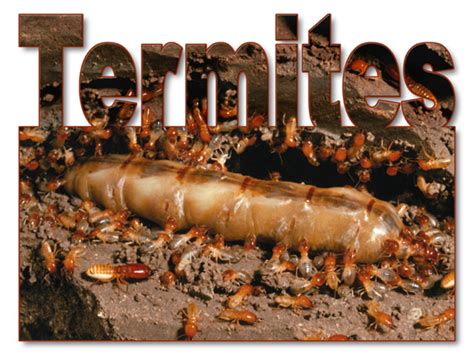 can termites eat metal buildings